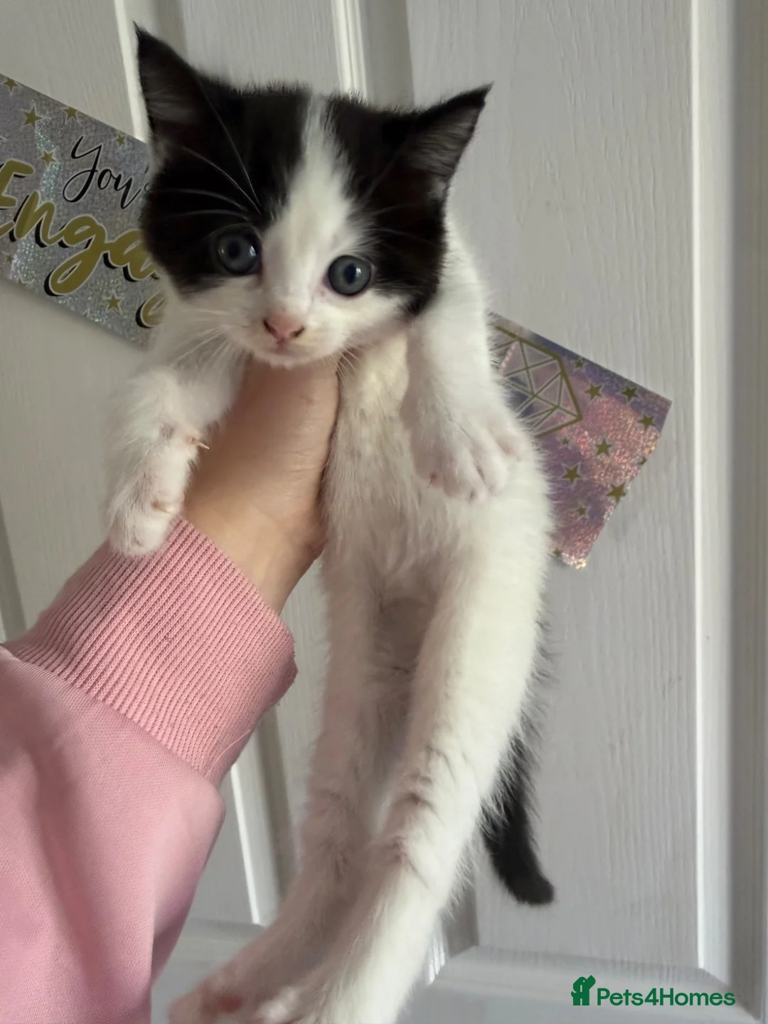 Ragdoll cats for sale: Beautiful 8 Week Old Kittens – Ready to leave  - Advert 13
