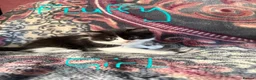 British Longhair cats for sale: British longhair x - Advert 8
