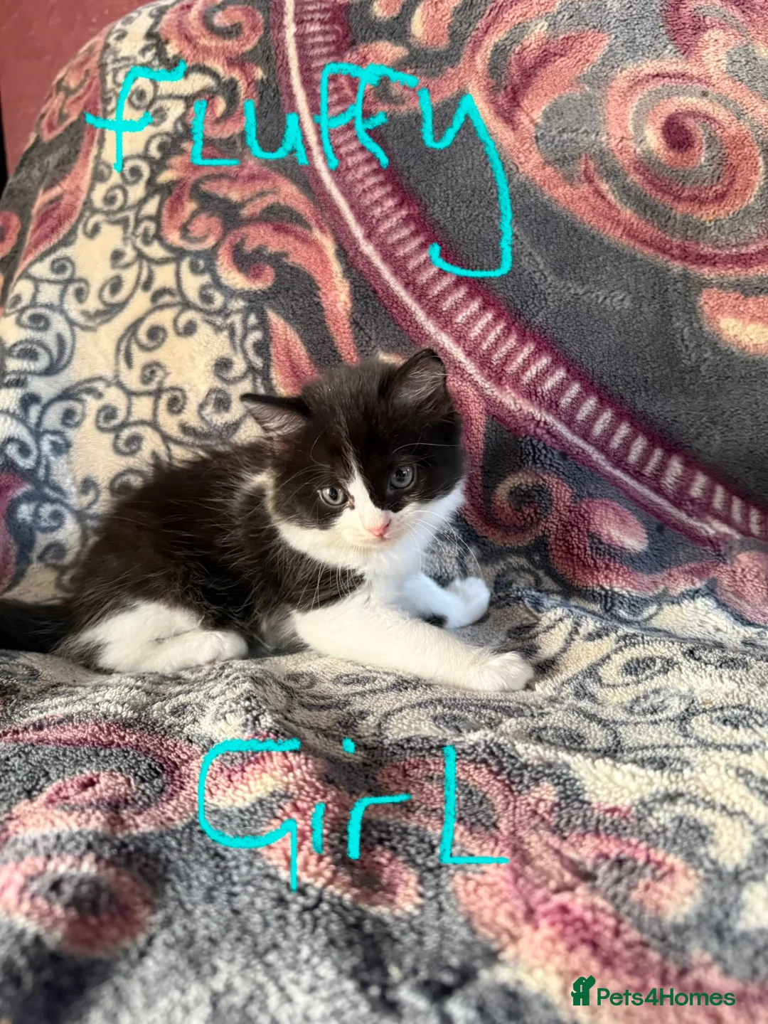 British Longhair cats for sale: British longhair x - Advert 8