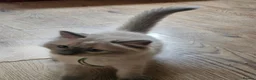 Ragdoll cats for sale: Ragdolls - Advert 28