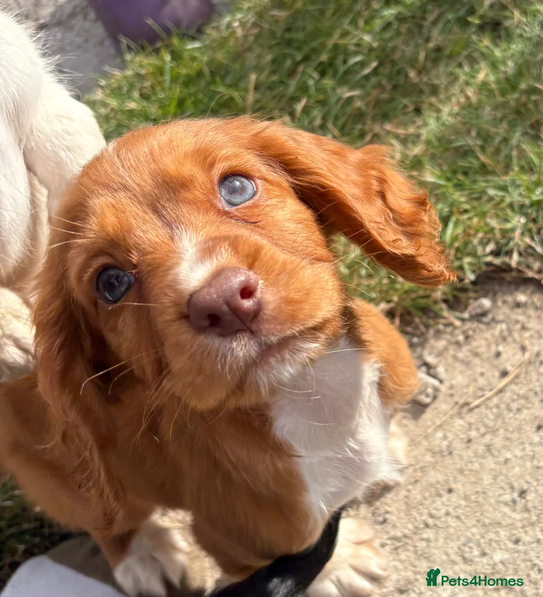 Cocker Spaniel dogs for sale: Working cocker spaniel  - Advert 1