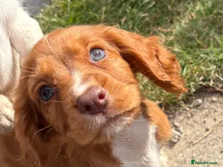 Cocker Spaniel dogs Working cocker spaniel - Advert 1