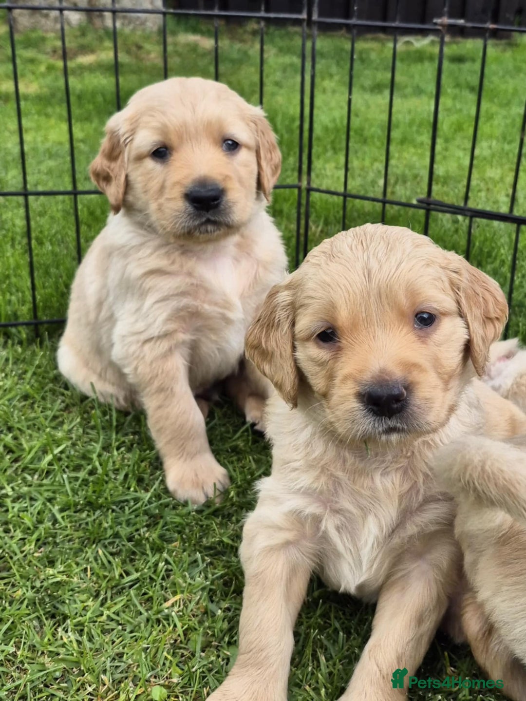 Golden Retriever dogs for sale: KC Registered Golden Retrievers - Image 2