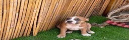 Staffordshire Bull Terrier dogs for sale: 🐾 STAFFORDSHIRE BULL TERRIER PUPPIES - Advert 3