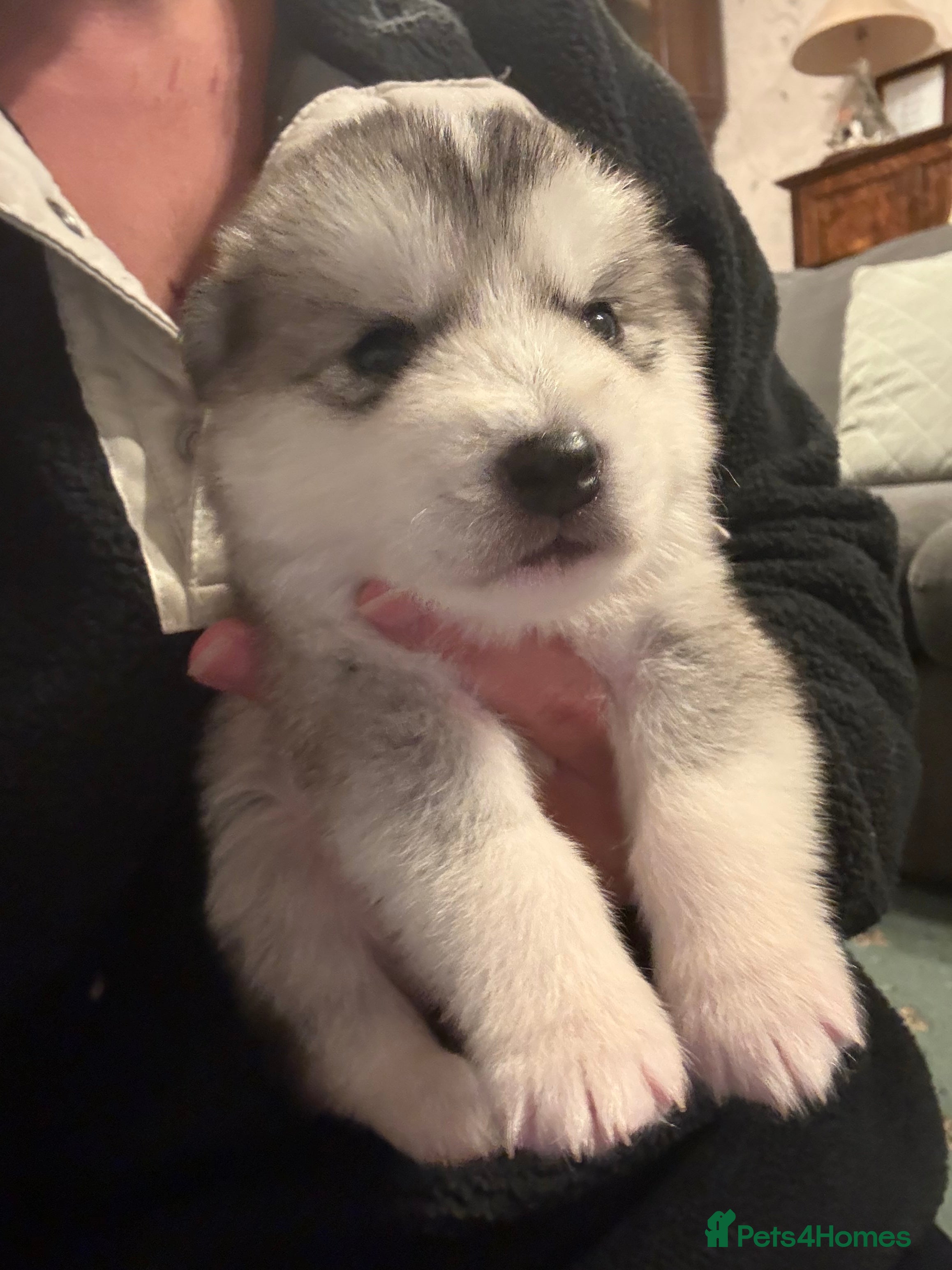 Alaskan Malamute dogs for sale: K.C Registered Quality Alaskan Malamute Puppies - Advert 15