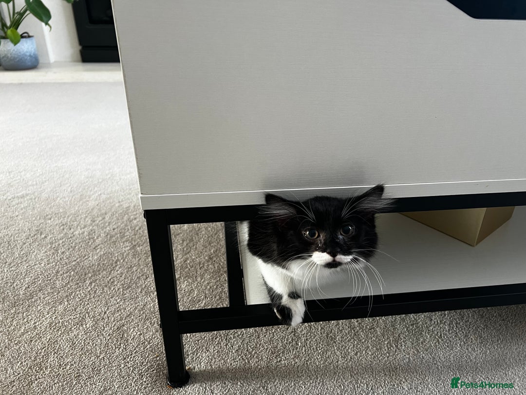 Domestic Shorthair cats for sale: Cute kittens for sale - Image 13