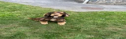 Cocker Spaniel dogs for sale: Fantastic HEALTH tested KC REG show type cocker 🐶 - Advert 16