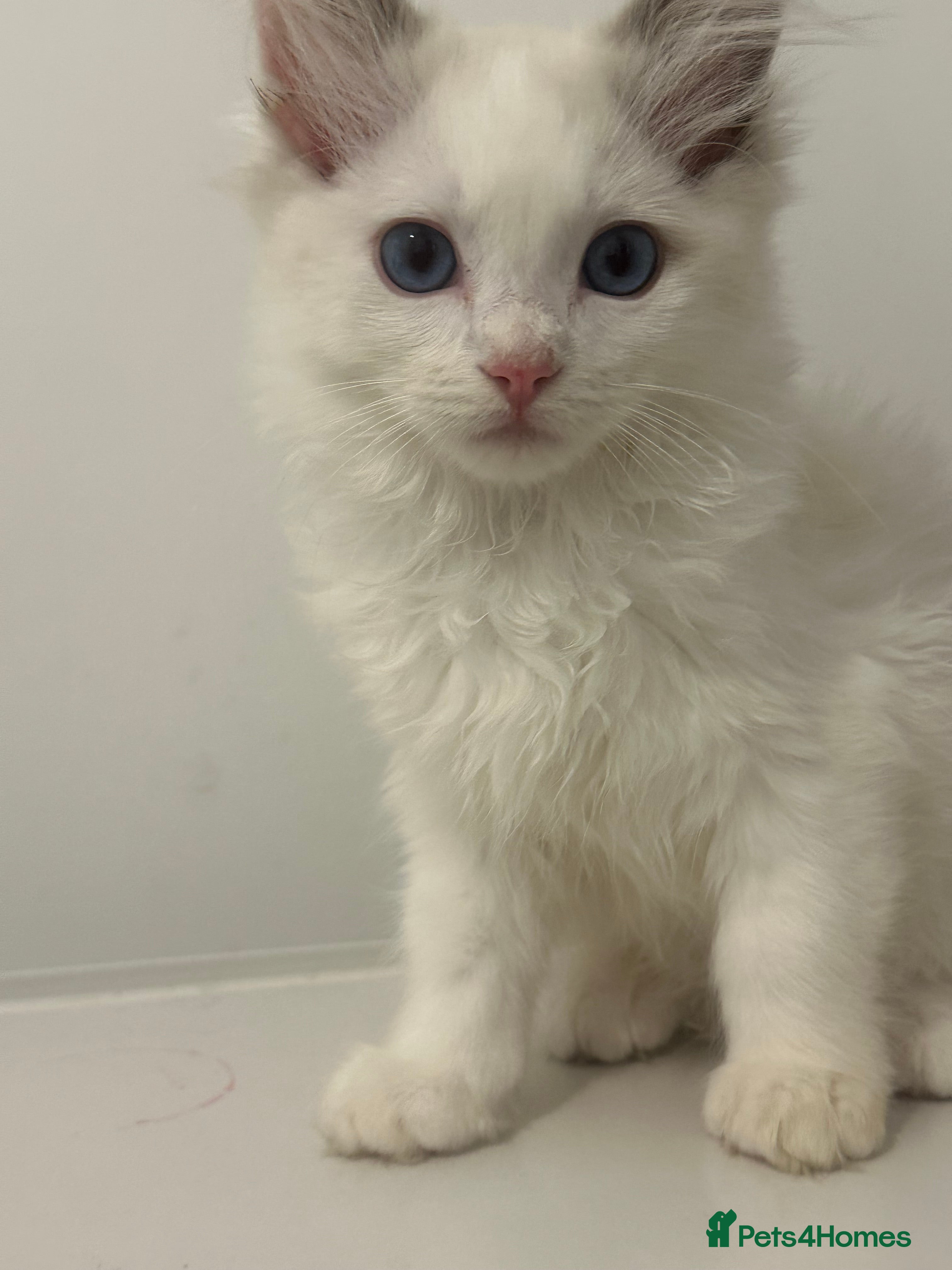 Ragdoll cats TICA REGISTER RAGDOLL kittens ready to leave soon  - Advert 2