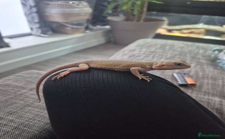 Bearded Dragon reptiles - Advert 1