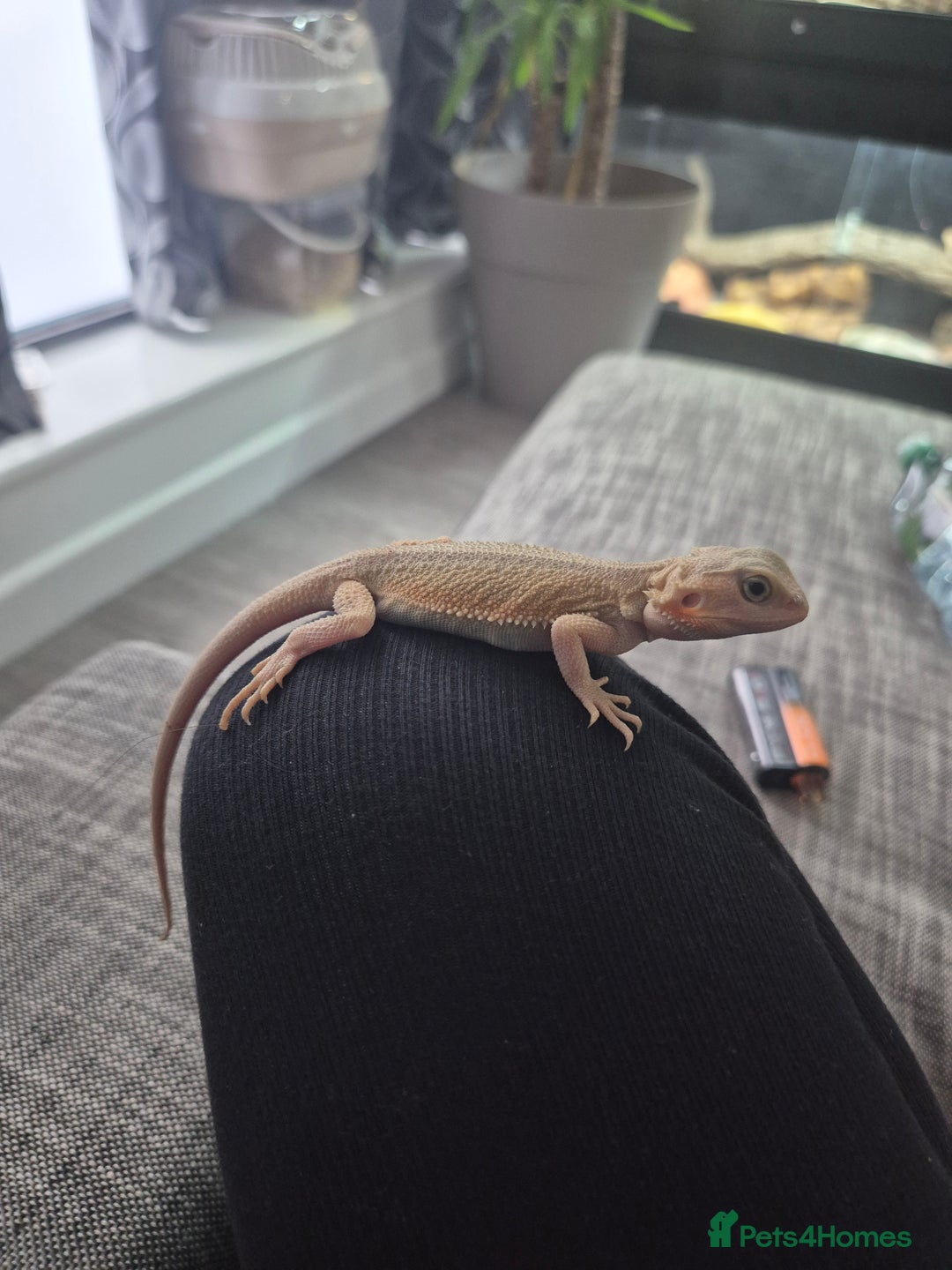 Bearded Dragon reptiles for sale: Baby bearded dragon  - Image 1