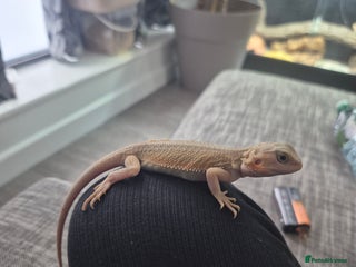 Bearded Dragon reptiles - Advert 15