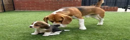 Beagle dogs for stud: Absolutely Spotless Olimp — Beagle Stud (Imp Pol) in Newent - Advert 4
