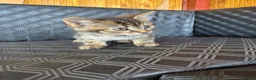 Mixed Breed cats for sale: Two Lovely Female Kittens Looking for Homes - Advert 2