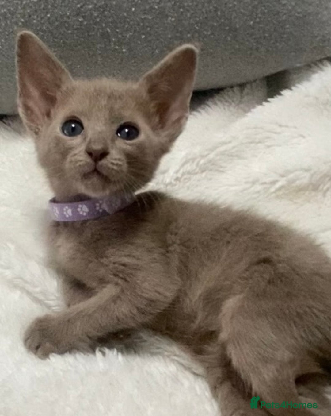 Oriental cats for sale: Oriental X Siamese  - Image 2
