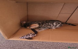 Bengal cats for sale: ✨Pure Bengal Kittens – Champion Bloodline ✨ - Image 8