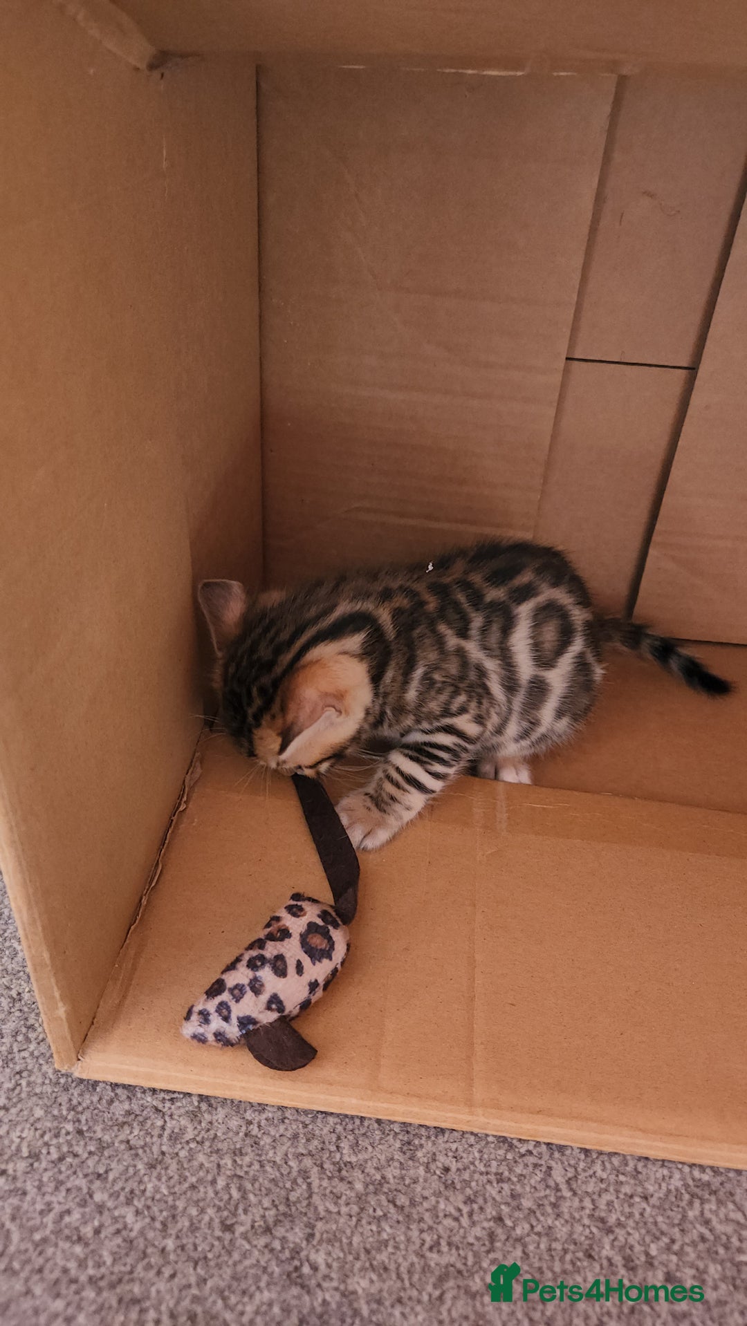 Bengal cats for sale: ✨Pure Bengal Kittens – Champion Bloodline ✨ - Image 8