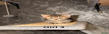 Girl 4