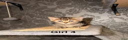 Mixed Breed cats for sale: 6 beautiful tabby kittens - Advert 8