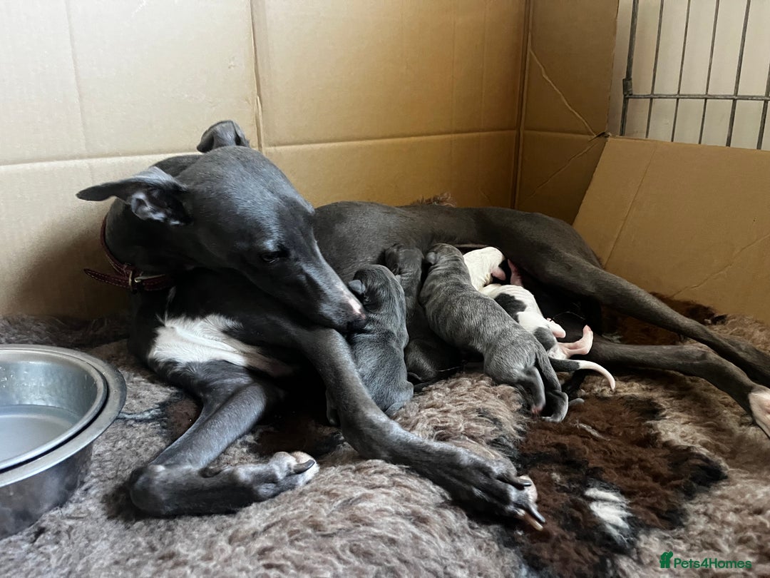 Whippet dogs for sale: Blue & White parti bitch puppy - Image 1