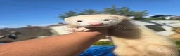 Ferret rodents for sale: Stunning ferret for sale - Advert 5