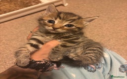 Bengal cats for sale: ‼️Ready to leave in 3 weeks‼️ - Image 3