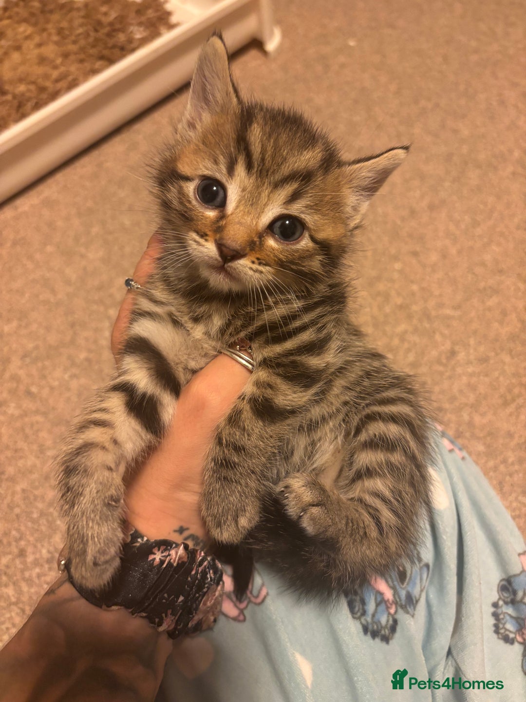 Bengal cats for sale: ‼️Ready to leave in 3 weeks‼️ - Image 3