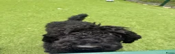 Standard Poodle dogs for sale: Black Standard Poodles in Chelmsford - Advert 4
