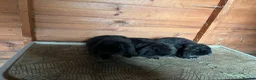 Mini Lop rabbits for sale: Beautiful Minilop babies - Advert 4