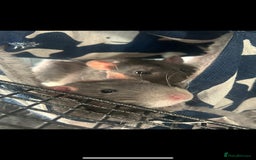 Rat rodents for sale: Brother rats. So cute and friendly. Kids handled - Image 5