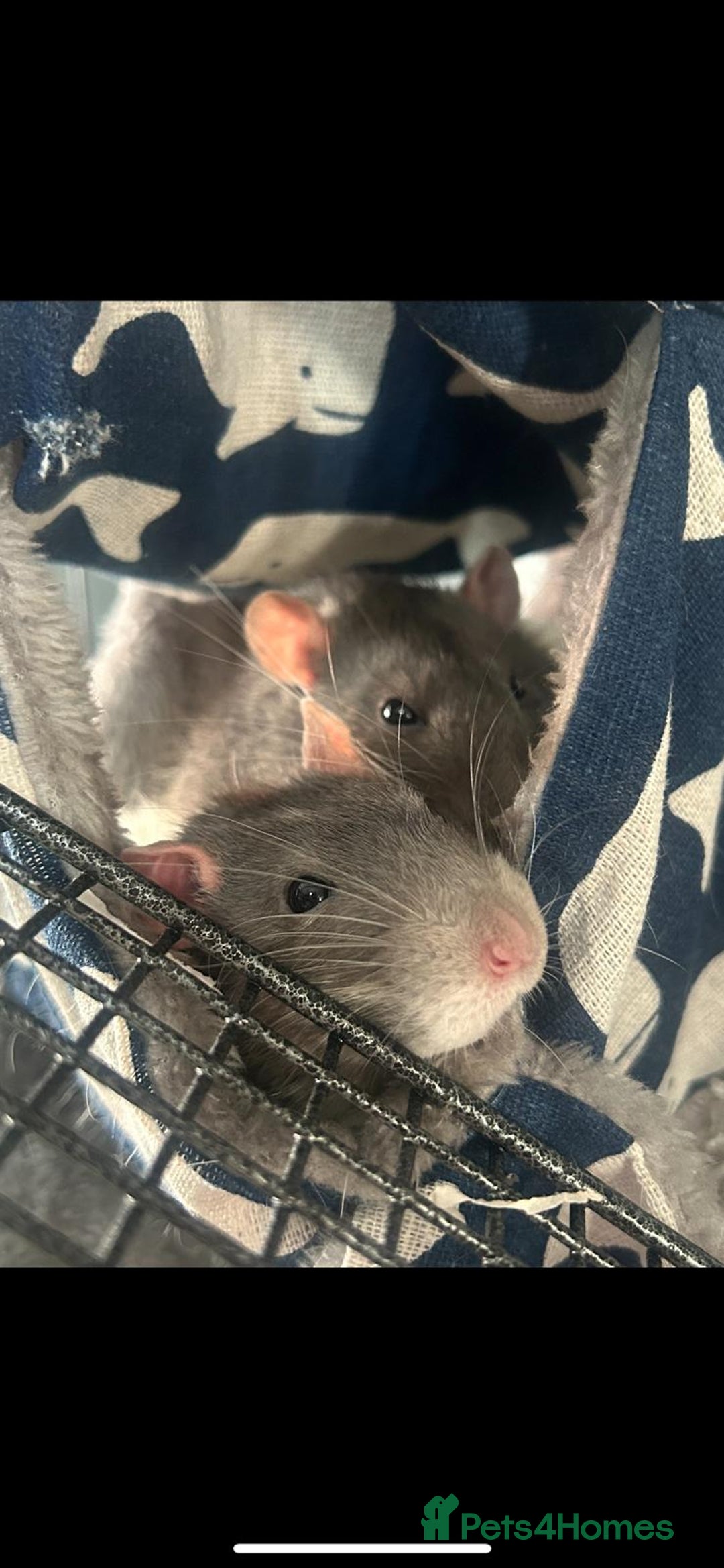 Rat rodents for sale: Brother rats. So cute and friendly. Kids handled - Image 5