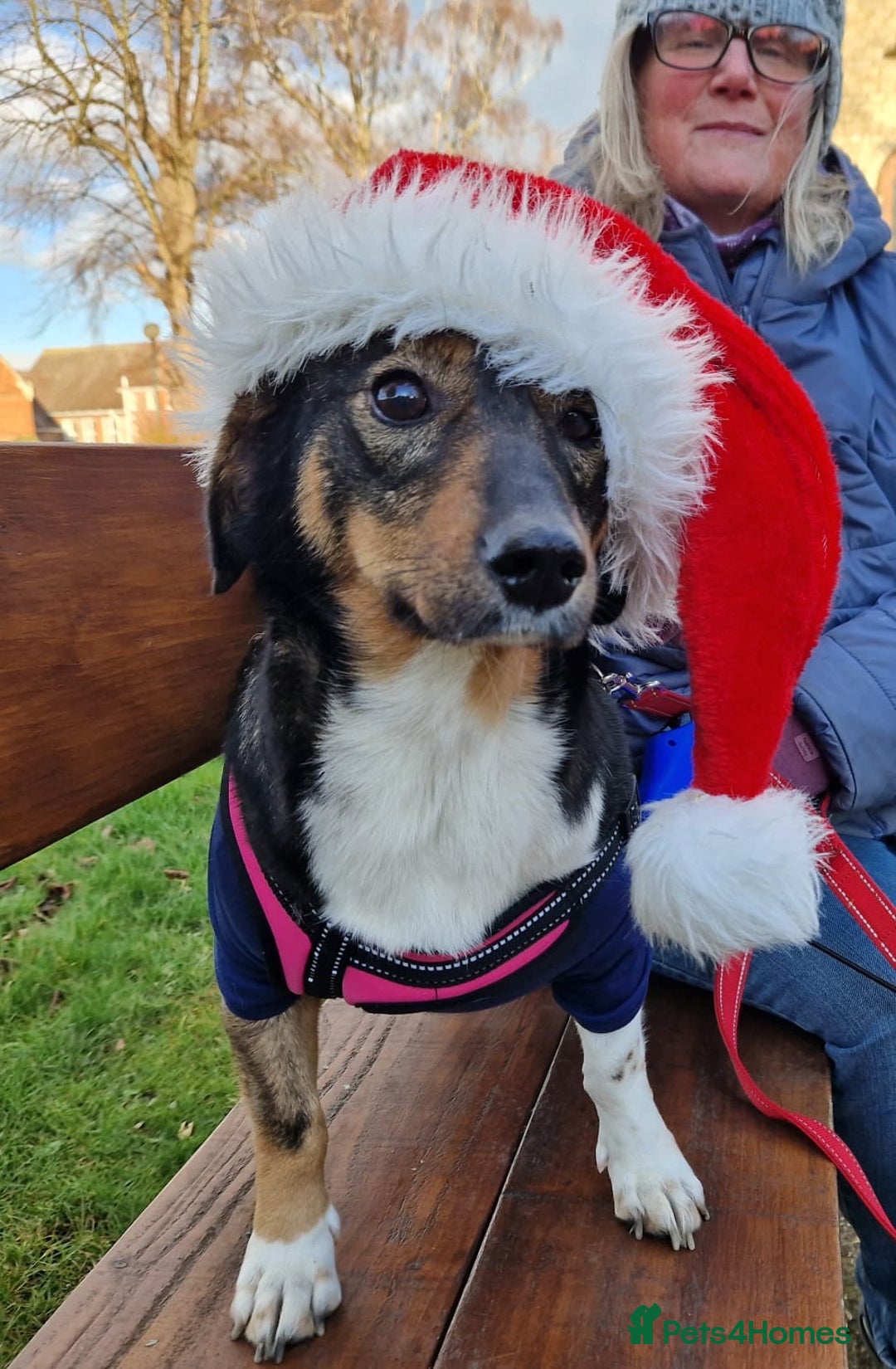 Mixed Breed dogs for adoption: Lessy  - Advert 5