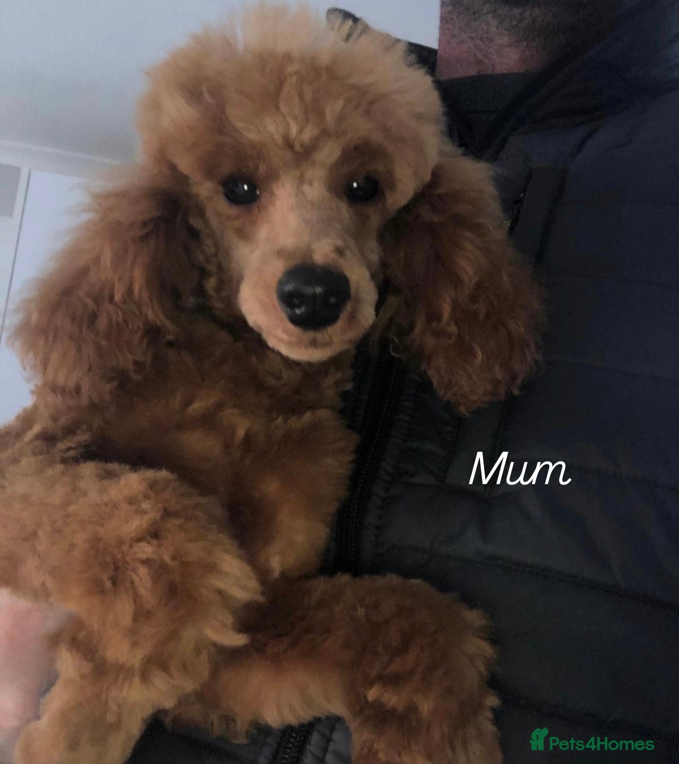 Toy Poodle dogs Toy poodle puppy’s  in St Albans - Advert 12