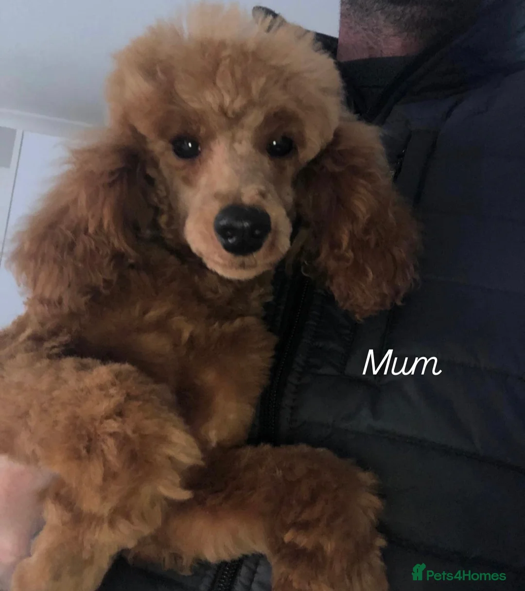 Toy Poodle dogs for sale: Toy poodle puppy’s  in St Albans - Advert 1
