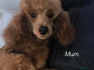 Toy Poodle dogs Toy poodle puppy’s in St Albans - Advert 12