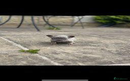 French Bulldog dogs for sale: miniature French bulldog carrying fluffy isabella - Image 18