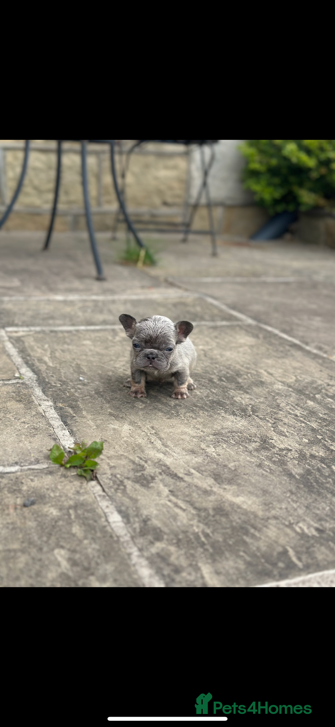 French Bulldog dogs for sale: miniature French bulldog carrying fluffy isabella - Image 18