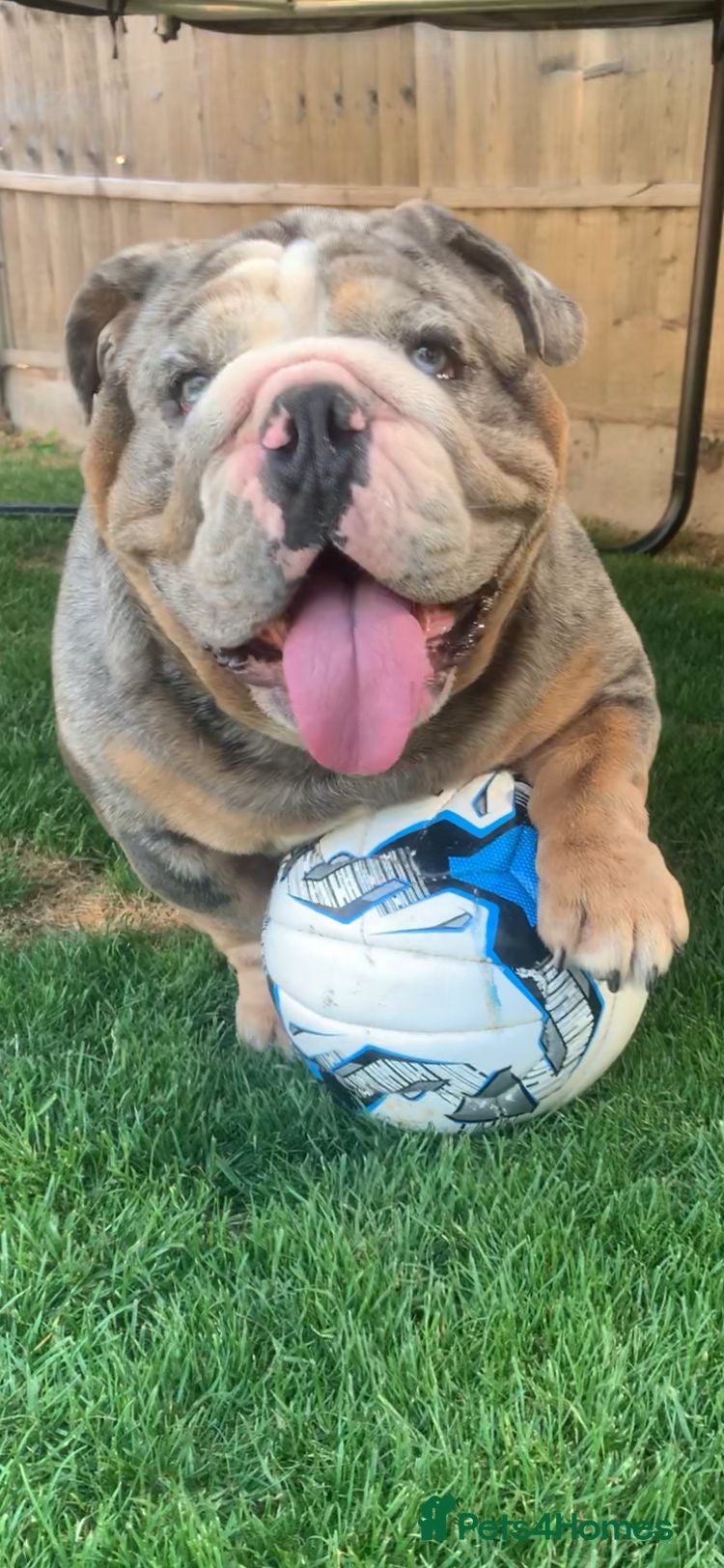 English Bulldog dogs Almighty Enzo Direct Iceman Son in Wirral - Advert 5