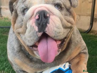 English Bulldog dogs Almighty Enzo Direct Iceman Son in Wirral - Advert 16