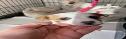 Jack Russell dogs for sale: Jack Russel Girls for sale  - Advert 5