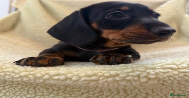 Dachshund dogs - Advert 4