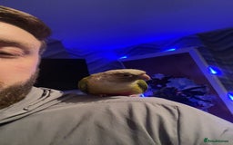 Conures birds for sale: Conure parrot - Advert 2