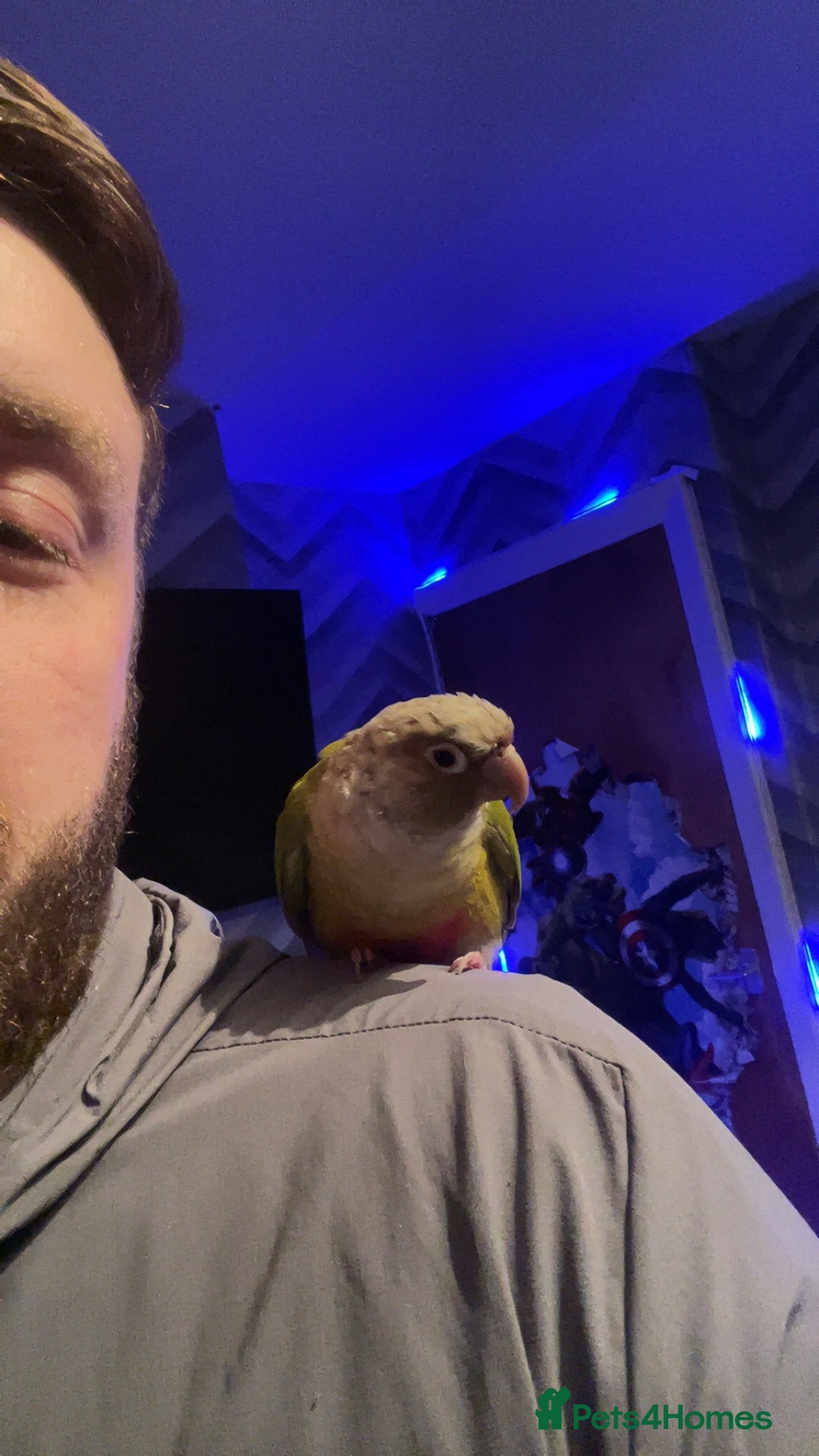 Conures birds for sale: Conure parrot - Advert 2