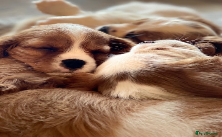 Cavalier King Charles Spaniel dogs - Advert 4