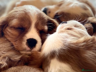 Cavalier King Charles Spaniel dogs - Advert 3