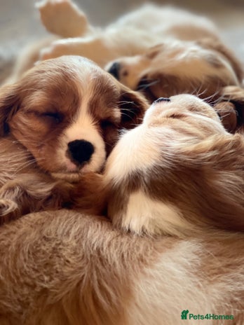 Cavalier King Charles Spaniel dogs - Advert 14