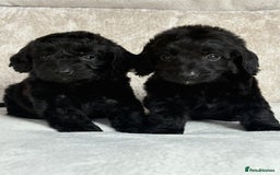 Cockapoo dogs for sale: 😍😍 F1 cockapoo puppies 😍😍 - Image 8