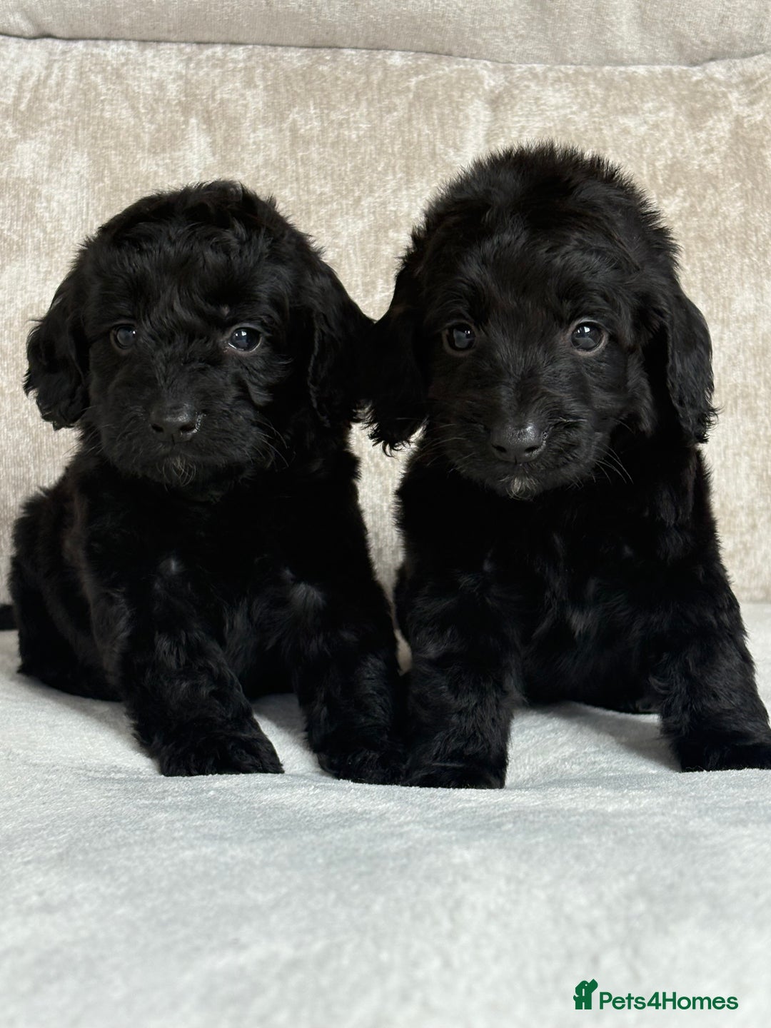 Cockapoo dogs for sale: 😍😍 F1 cockapoo puppies 😍😍 - Image 8