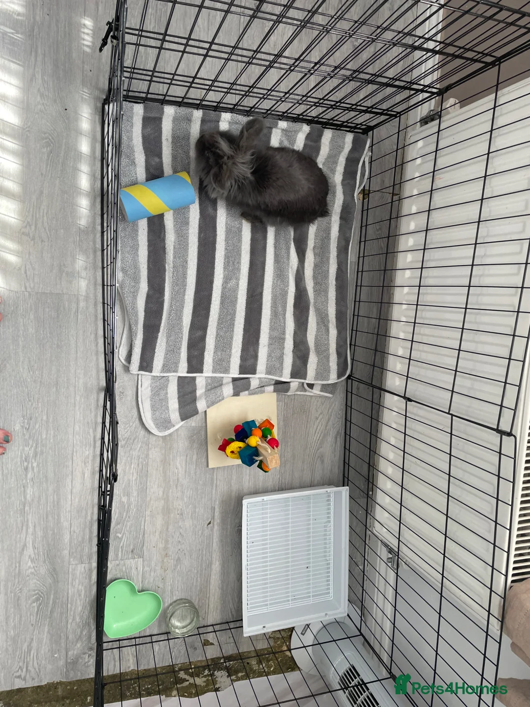 Lionhead rabbits for sale: Male grey lion head rabbit  - Advert 2