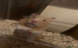 Hamster rodents for sale: Syrian hamster  - Image 2