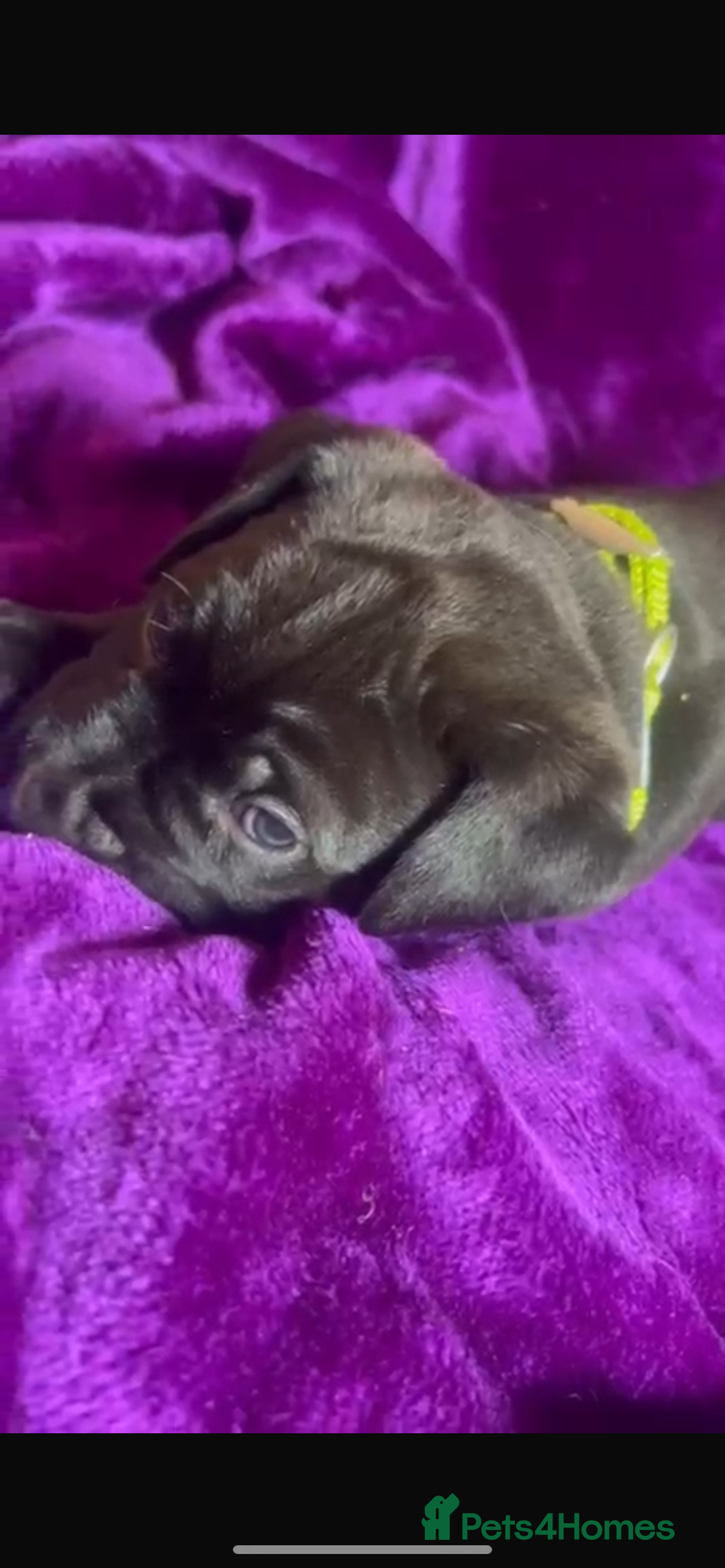 Mixed Breed dogs for sale: Cane Corso × Rottweiler/Bordeaux Puppies All Girls - Image 21